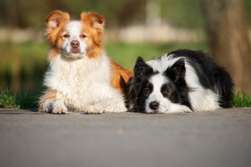 two border collie dogs lying down outdoors