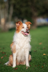 red and white border collie posing outdoors