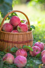 Organic ripe fruit in basket in autumn garden in sunny day.