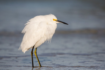Snowy Egret (Egretta thula), Estero Lagoon, Florida