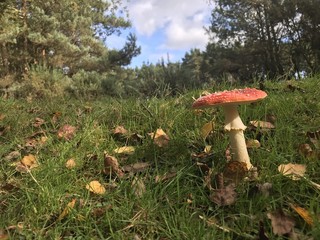Mushroom