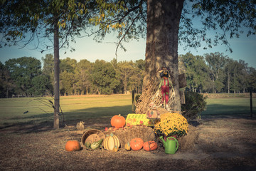 Scarecrow, yellow mum flowers, harvested orange pumpkins, squashes, gourd, watering can on hays at...