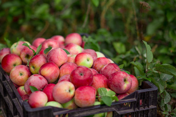 Organic ripe apples in box in autumn garden. Fresh harvest of fruit.