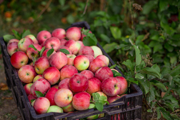 Organic ripe apples in box in autumn garden. Fresh harvest of fruit.