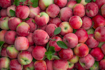Ripe organic apples. Texture and background.