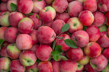 Ripe organic apples. Texture and background.