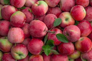 Ripe organic apples. Texture and background.