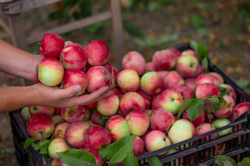 Harvesting apples in a box. Ripe organic fruit in hands in the garden.