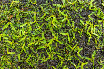 Background of fallen wet maple tree helicopter seed wings on ground asphalt macro closeup showing texture and detail with water