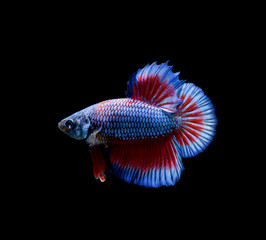 Fototapeta premium Betta fish, siamese fighting fish, betta splendens isolated on black background