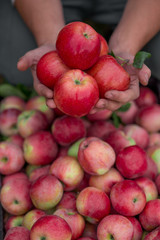 Harvesting apples in a box. Ripe organic fruit in hands in the garden.