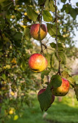 Apples on the branch