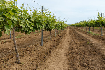 Fototapeta na wymiar Long rows of vineyards on a plantation in Tuscany, Italy. The harvest season. Agriculture.