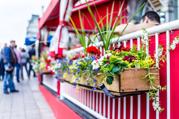 Macro closeup of colorful flower decorations on side of restaurant in outdoor seating area in old town of Montreal, Quebec, Canada