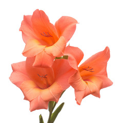 Beautiful orange fashionable gladiolus flower isolated on white background. Wedding bouquet of the bride