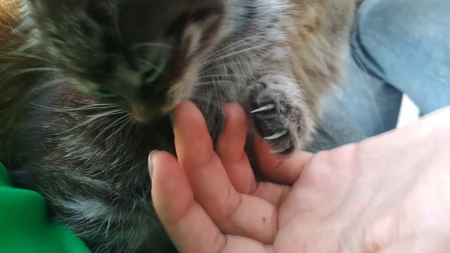 Little cute cat licking fingers of human