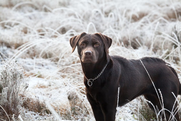 cute brown labrador dog on frosted meadow