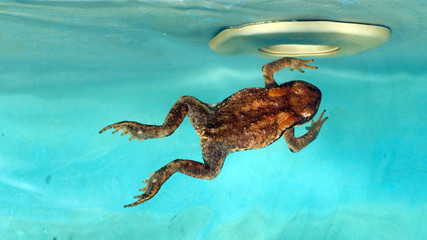 Frog in the pool