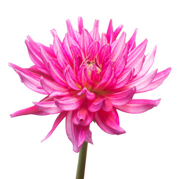 Pink flower dahlia isolated on white background. Flat lay, top view
