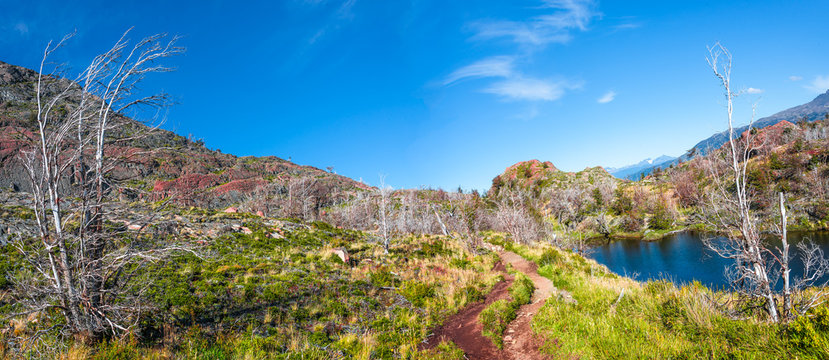 Forest in Torres del Paine National Park in Autumn, Patagonia, Chile