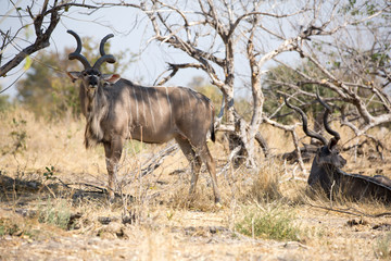 Naklejka na ściany i meble Kudu, Botswana. Okavango delta