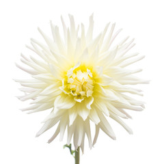 Pink and yellow flower dahlia isolated on white background. Flat lay, top view
