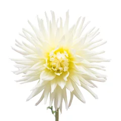 Papier Peint photo autocollant Dahlia Pink and yellow flower dahlia isolated on white background. Flat lay, top view