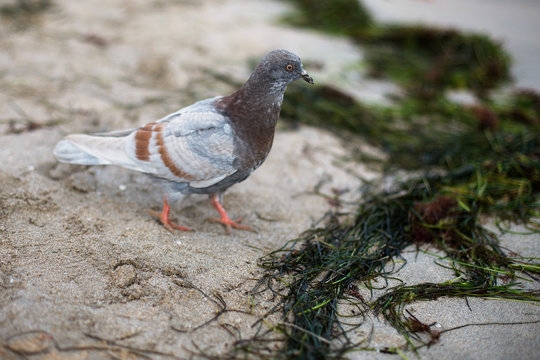 A brown-gray pigeon walks along the yellow sand of the coast. Calm on the sea. Algae on the beach. Spirulina