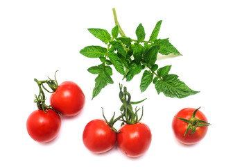 Tomatoes collection of whole with a branch of tomato leaf isolated on white background. Tasty and healthy food. Flat lay, top view