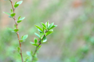Young pale green leaves on the tree in the spring