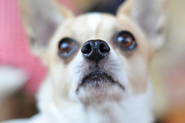 Nose Chihuahua closeup of the dog's face is blurred
