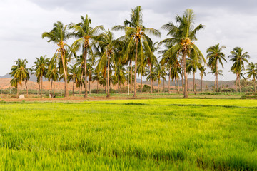 Fototapeta premium View of the Indian rural landscape, Puttaparthi, Andhra Pradesh, India. Copy space for text.