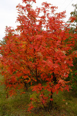 Rowan in the autumn in the park of the city of Omsk