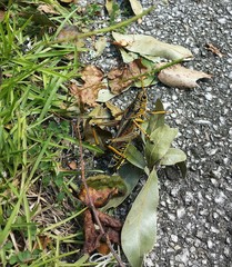 Tropical locust on the ground in Florida nature 