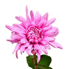 Chrysanthemum pink flower isolated on white background. Flat lay, top view