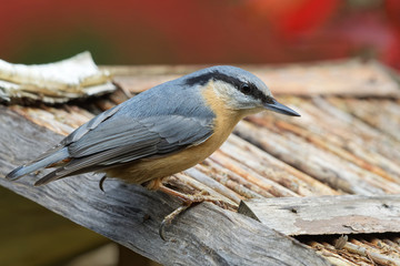 Kleiber am Vogelhaus