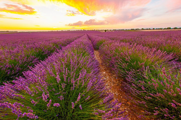 Fototapeta na wymiar the harvest of lavender ripens on the setting sun. Between the fluffy rows, the ground is visible