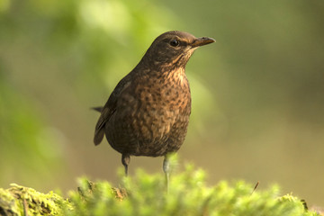 Blackbird
