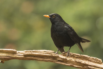 Blackbird