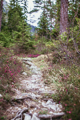 Fototapeta premium Alpine mountain green lake. Gruner see, Austria