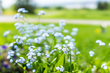 Tiny blue forget me not Myosotis flowers macro closeup in summer garden field