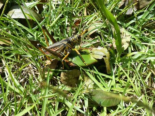 Tropical locust on the grass in Florida wild