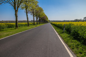 alley with rapefield