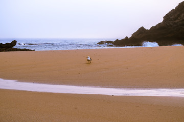 Deserted beach on the ocean and a lonely seagull.