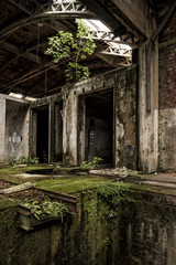 Ferns, moss and plants growing in abandoned factory