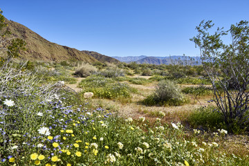 superbloom in the California desert after heavy winter rains