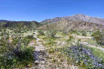 superbloom in the California desert after heavy winter rains