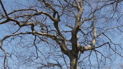 Alberi e panorama su Lecco