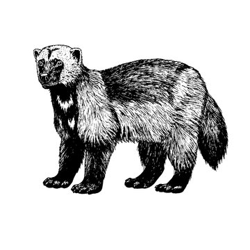 recommend clip art: Hand drawn wolverine. Vector sketch.