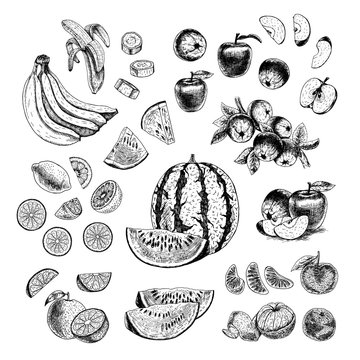 Hand drawn set of fruits. Vector sketch